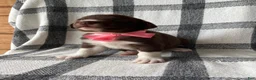 Mixed Breed dogs for sale: Gracie - Ad 4