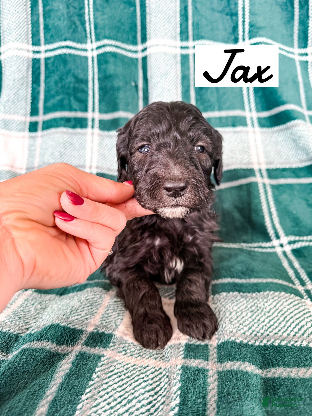 Aussiedoodle dogs for sale: Jax - Ad 5
