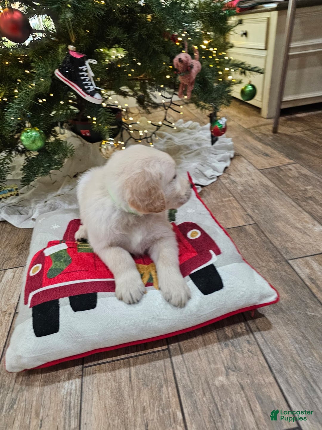 Golden Retriever dogs for sale: Golden Retriever Puppy 4 - Ad 22