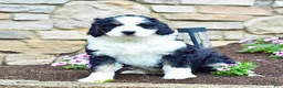 Bernedoodle dogs for sale: Mr. Sammy - Ad 4