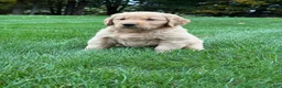 Golden Retriever dogs for sale: Neo - Ad 7