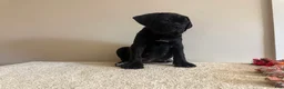 Cane Corso dogs for sale: Bella  - Ad 3