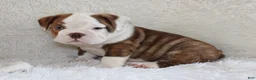 English Bulldog dogs for sale: Hudson - Ad 5