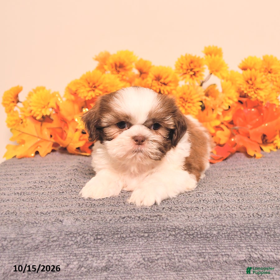 Shih Tzu dogs Leo - Ad 1