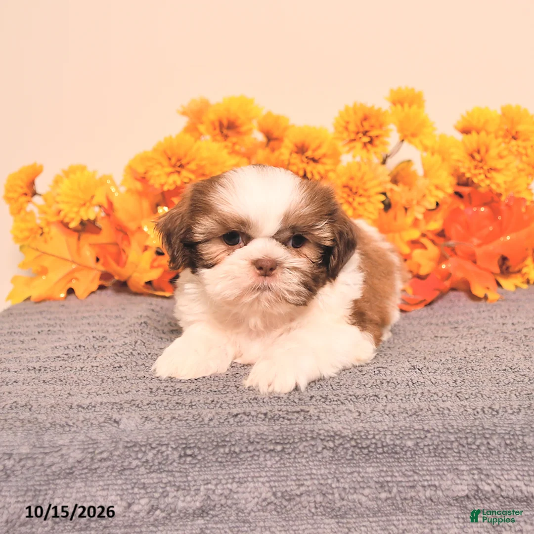 Shih Tzu dogs for sale: Leo - Ad 1