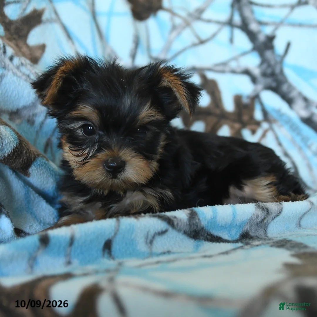 Yorkshire Terrier dogs for sale: Griffin - Ad 5