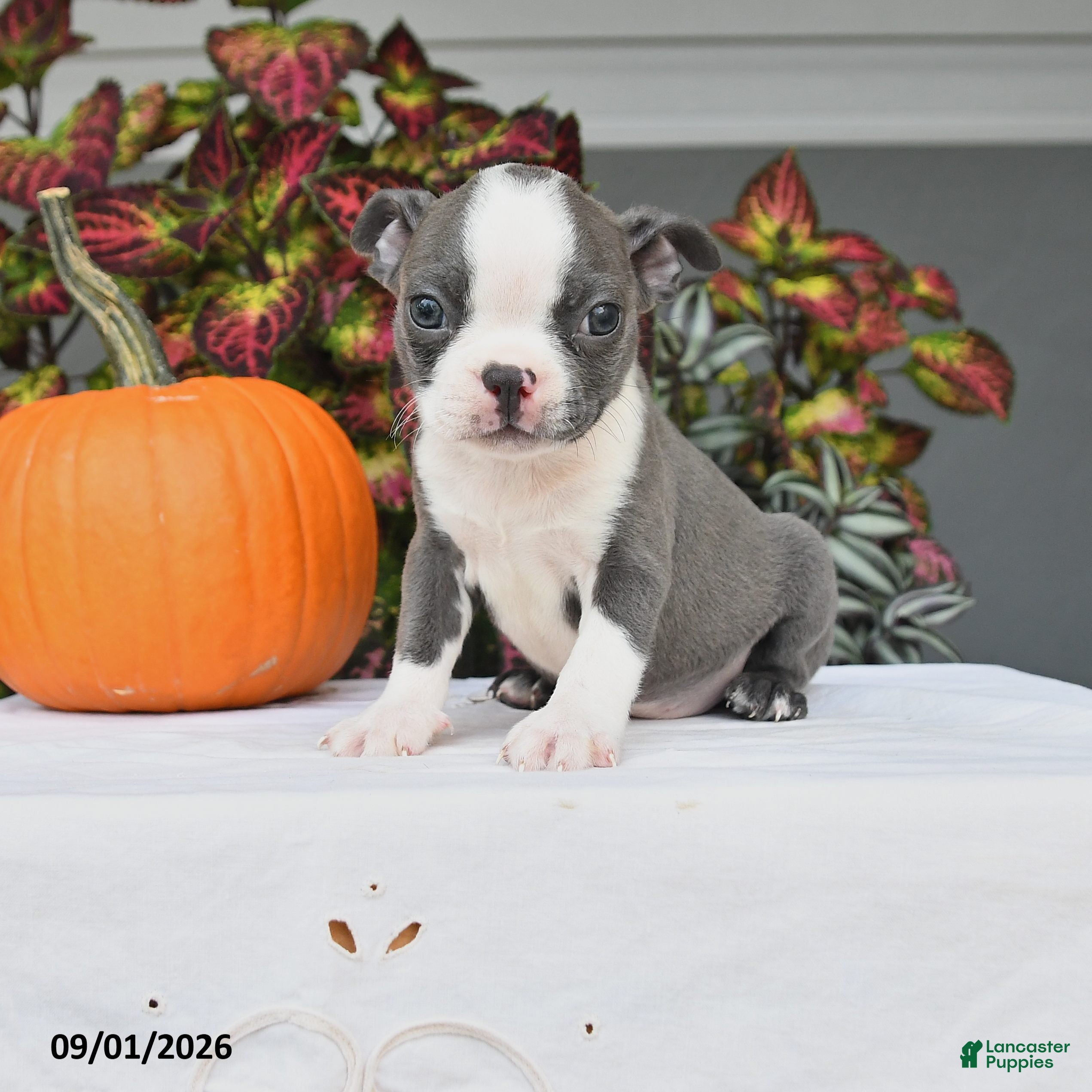 Boston Terrier dogs Jane - Ad 1