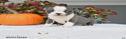 Boston Terrier dogs for sale: Jane - Ad 1