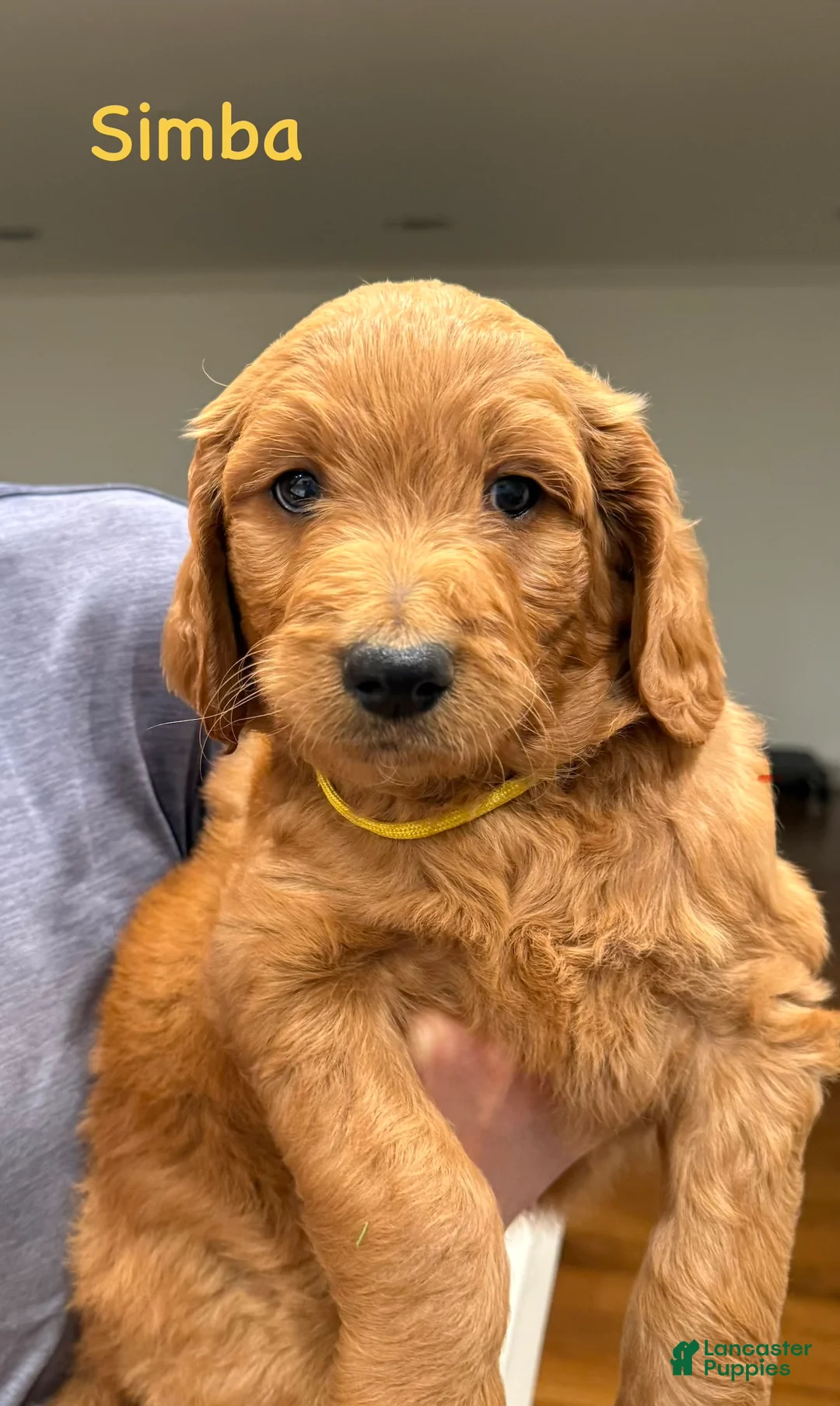 Goldendoodle dogs for sale: Goldendoodle Puppy 2 - Ad 1
