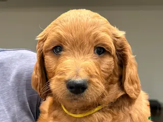 Goldendoodle dogs Goldendoodle Puppy 2 - Ad 26