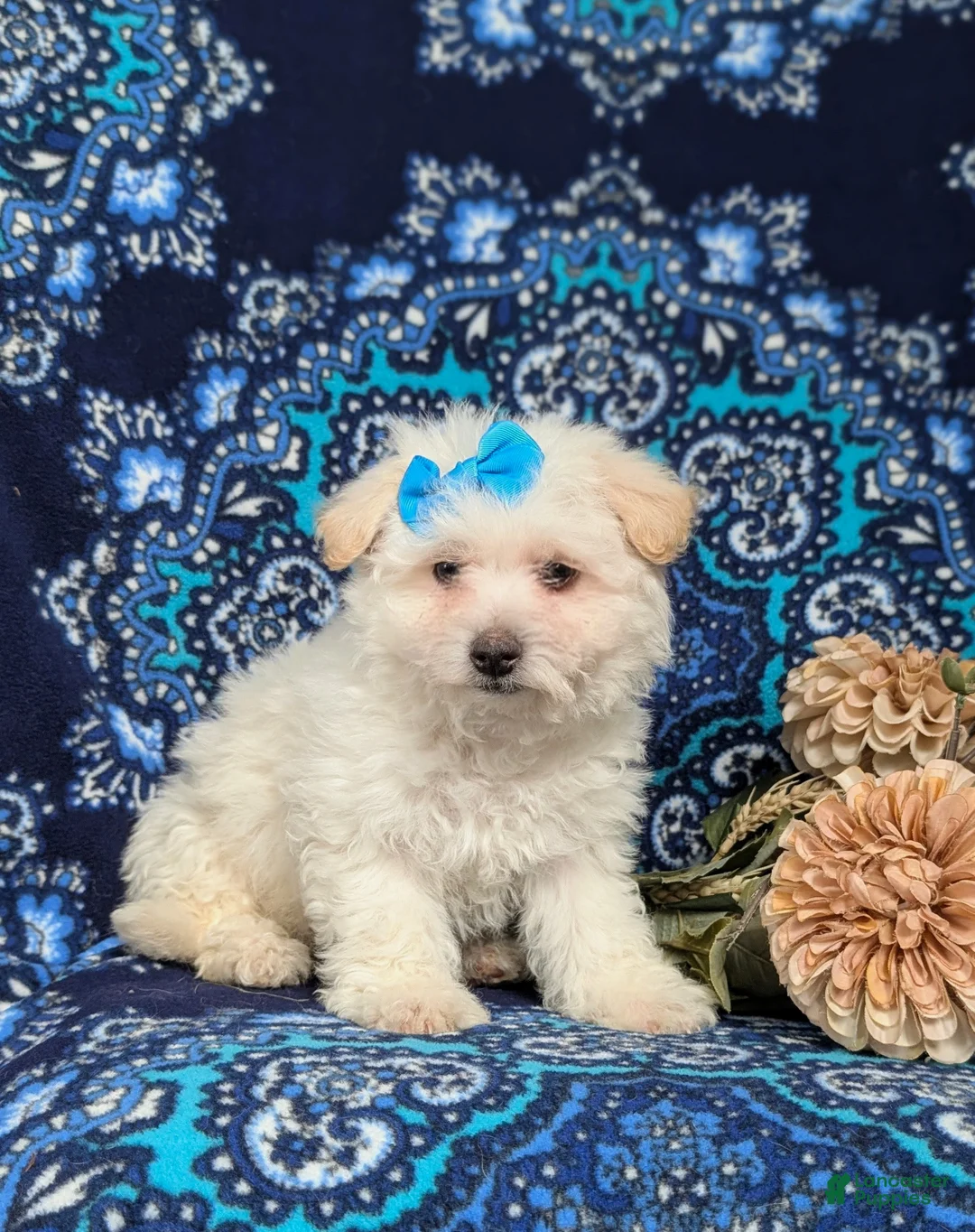 Bichon Frise dogs for sale: Carleen - Ad 5