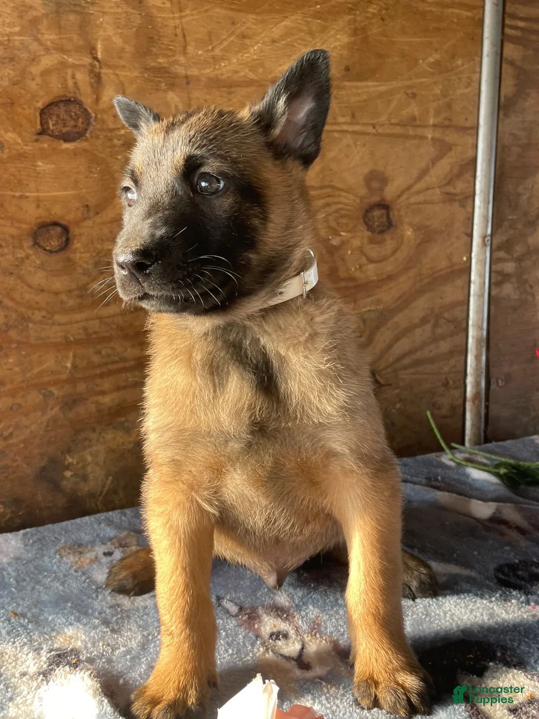Belgian Malinois dogs for sale: Zeus - Ad 4