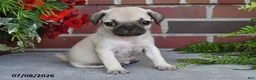 Puggle dogs for sale: Mocha - Ad 5