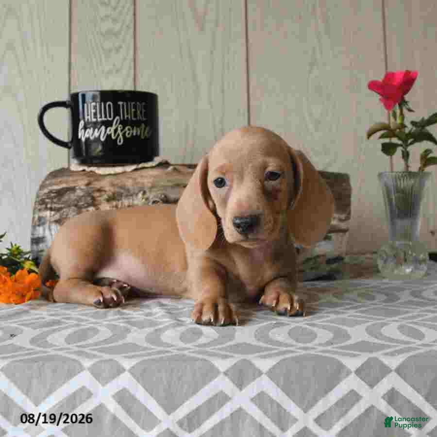 Miniature Dachshund dogs Rex - Ad 1