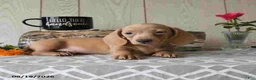 Miniature Dachshund dogs for sale: Rex - Ad 11