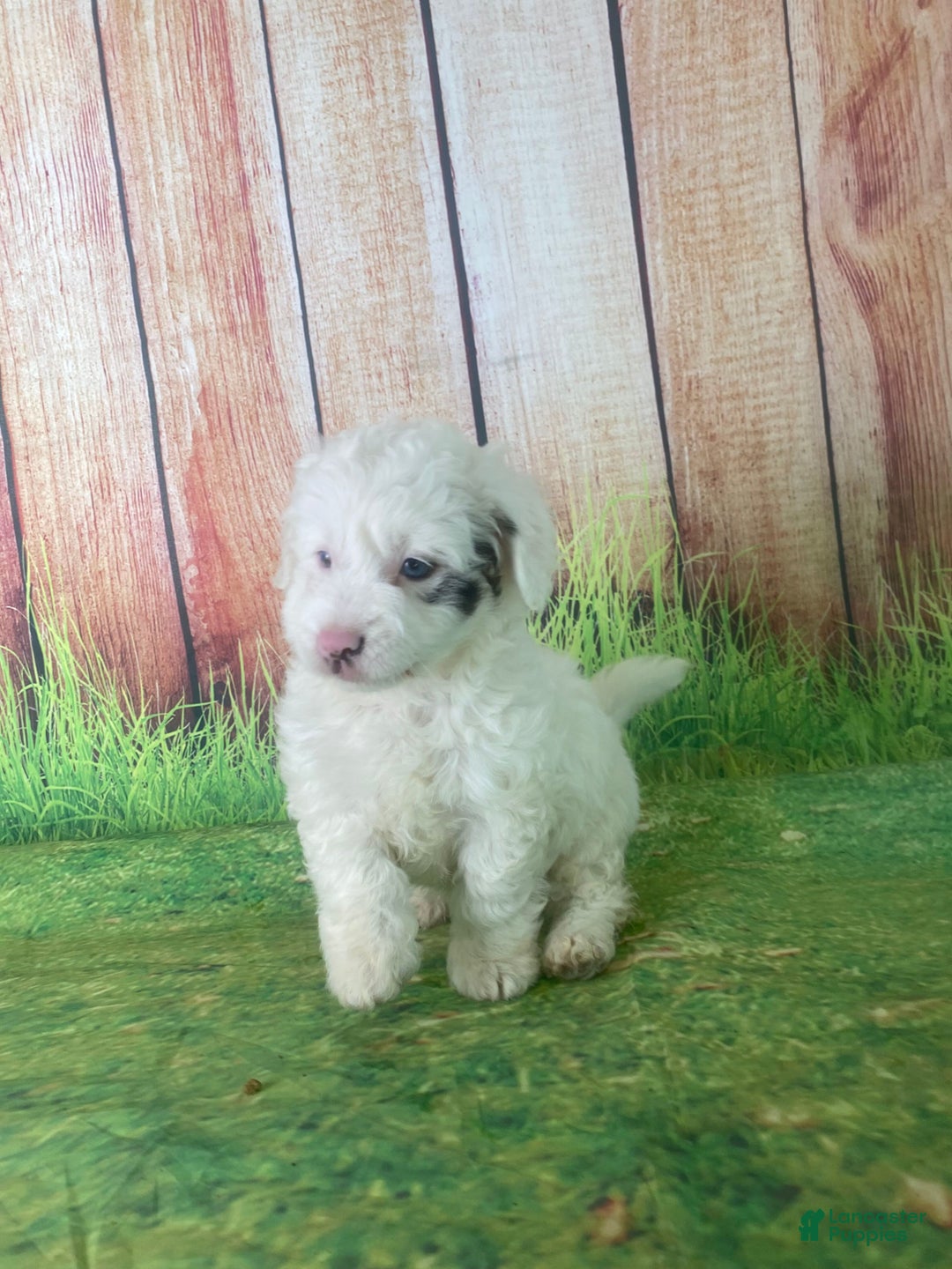 Mini Aussiedoodle dogs for sale: Glendora - Ad 8