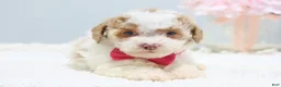 Toy Poodle dogs for sale: Bailey - Ad 5