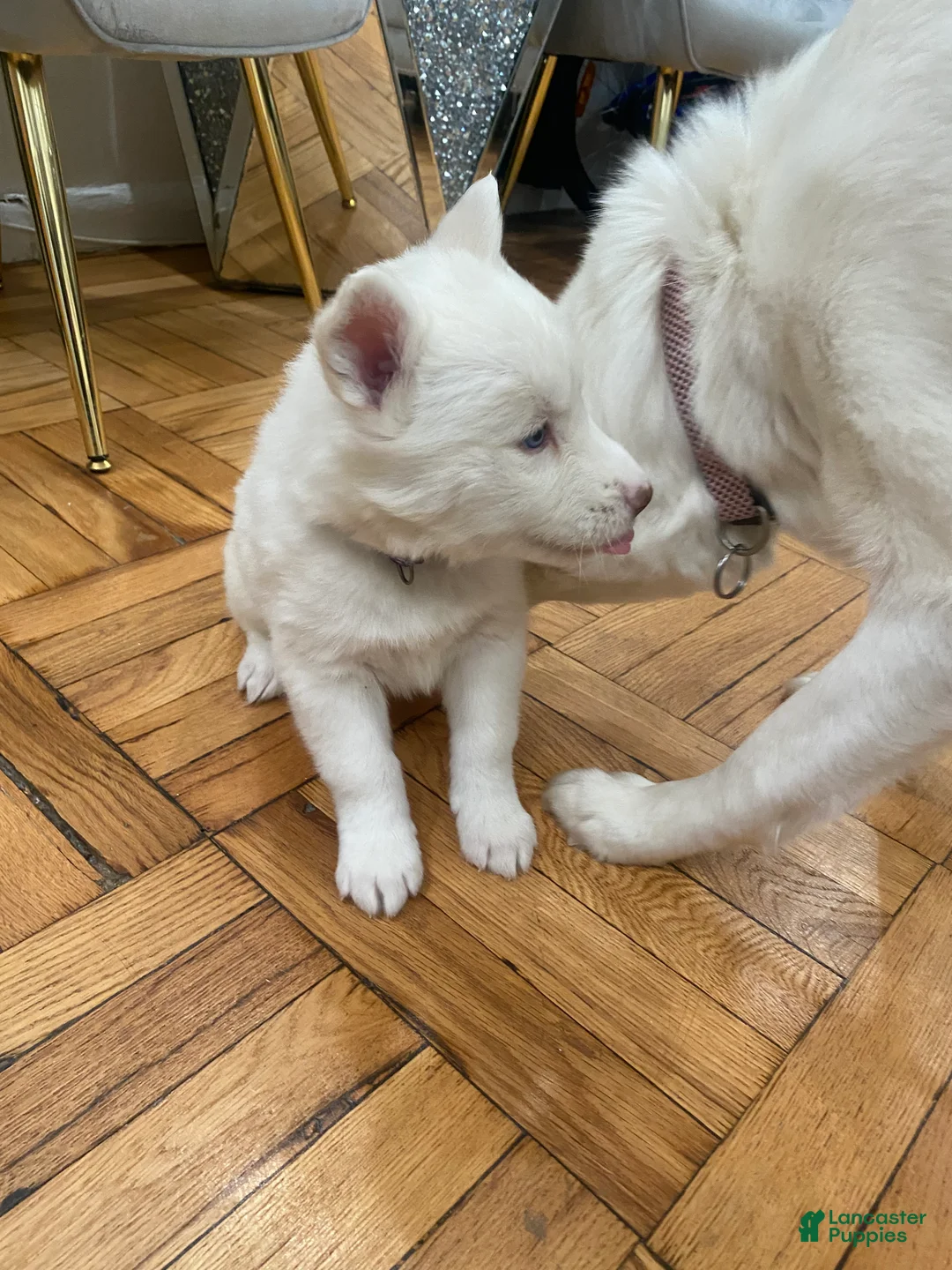 Siberian Husky dogs for sale: Versace  - Ad 2