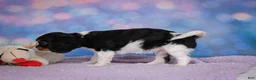 Cavalier King Charles Spaniel dogs for sale: Ricky Genetic Clear - Ad 8