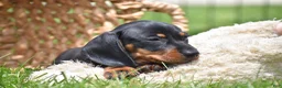 Miniature Dachshund dogs for sale: Slinky - Ad 10