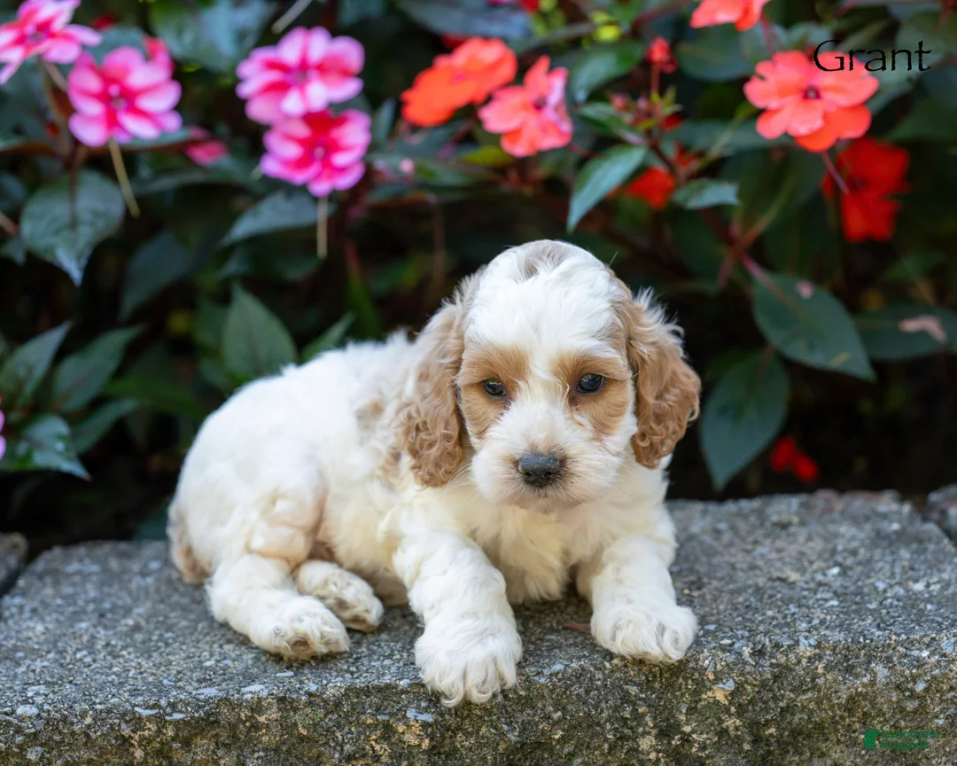 Cockapoo dogs for sale: Grant - Ad 1