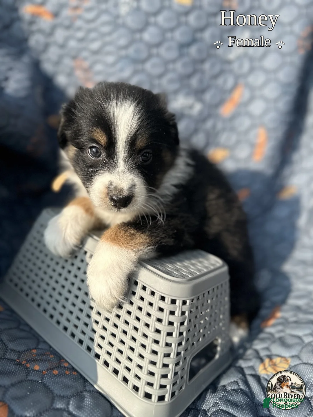 Australian Shepherd dogs for sale: Honey - Ad 2