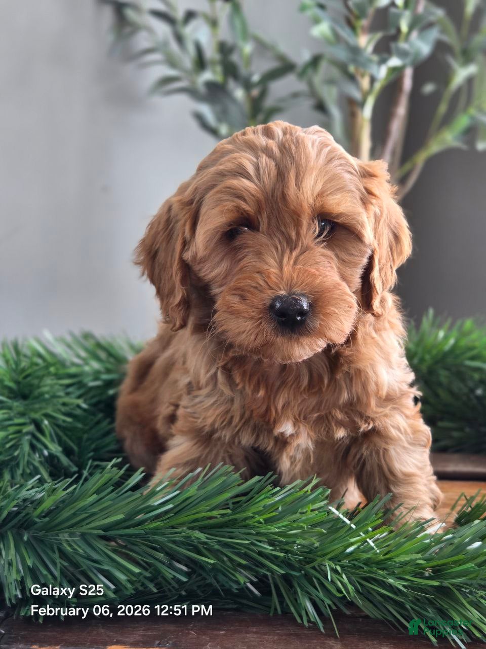 Mini Goldendoodle dogs Ruby - Ad 22