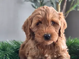 Mini Goldendoodle dogs Ruby - Ad 22