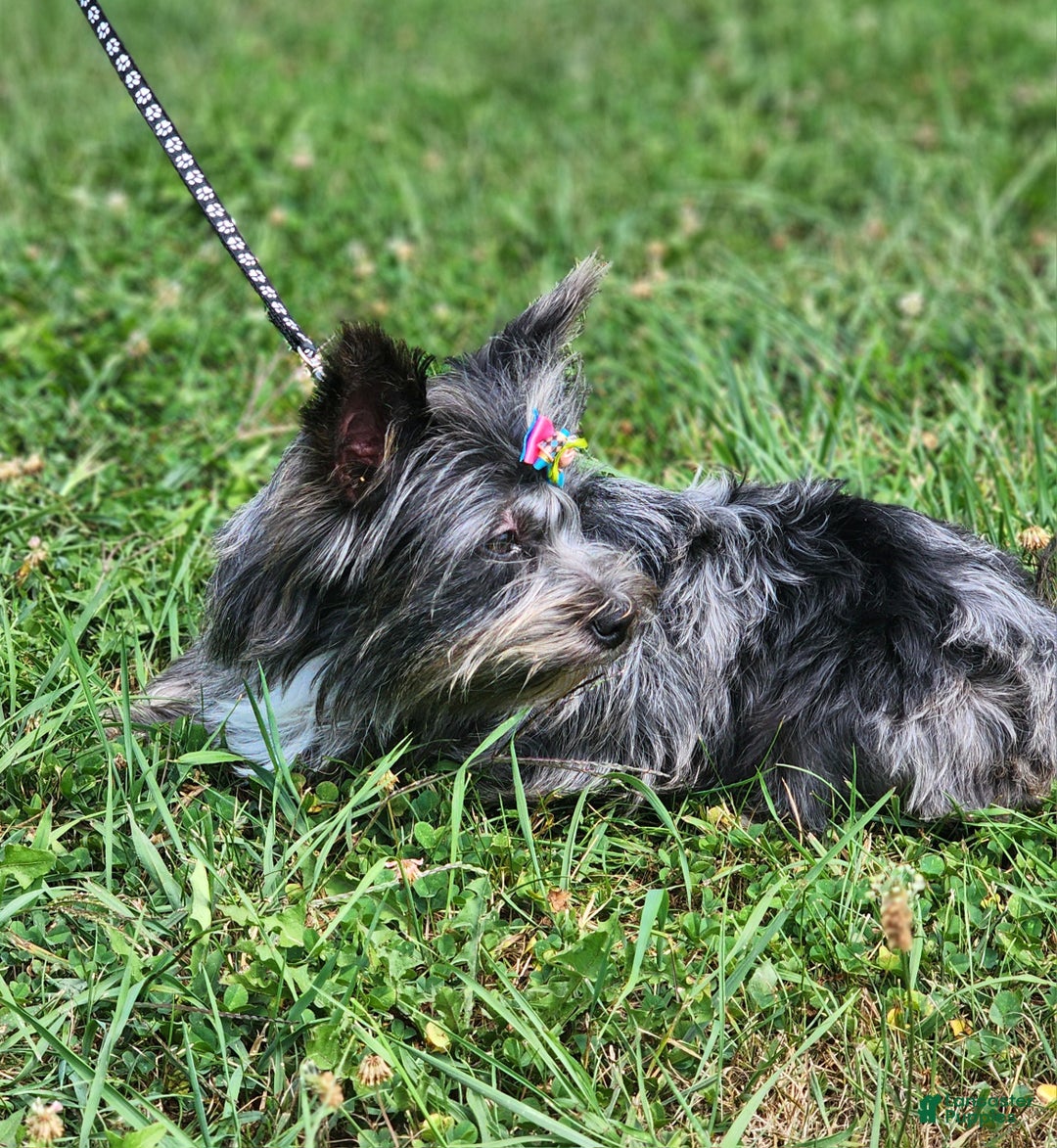 Yorkshire Terrier dogs for sale: Yorkshire Terrier Puppy 1 - Ad 3