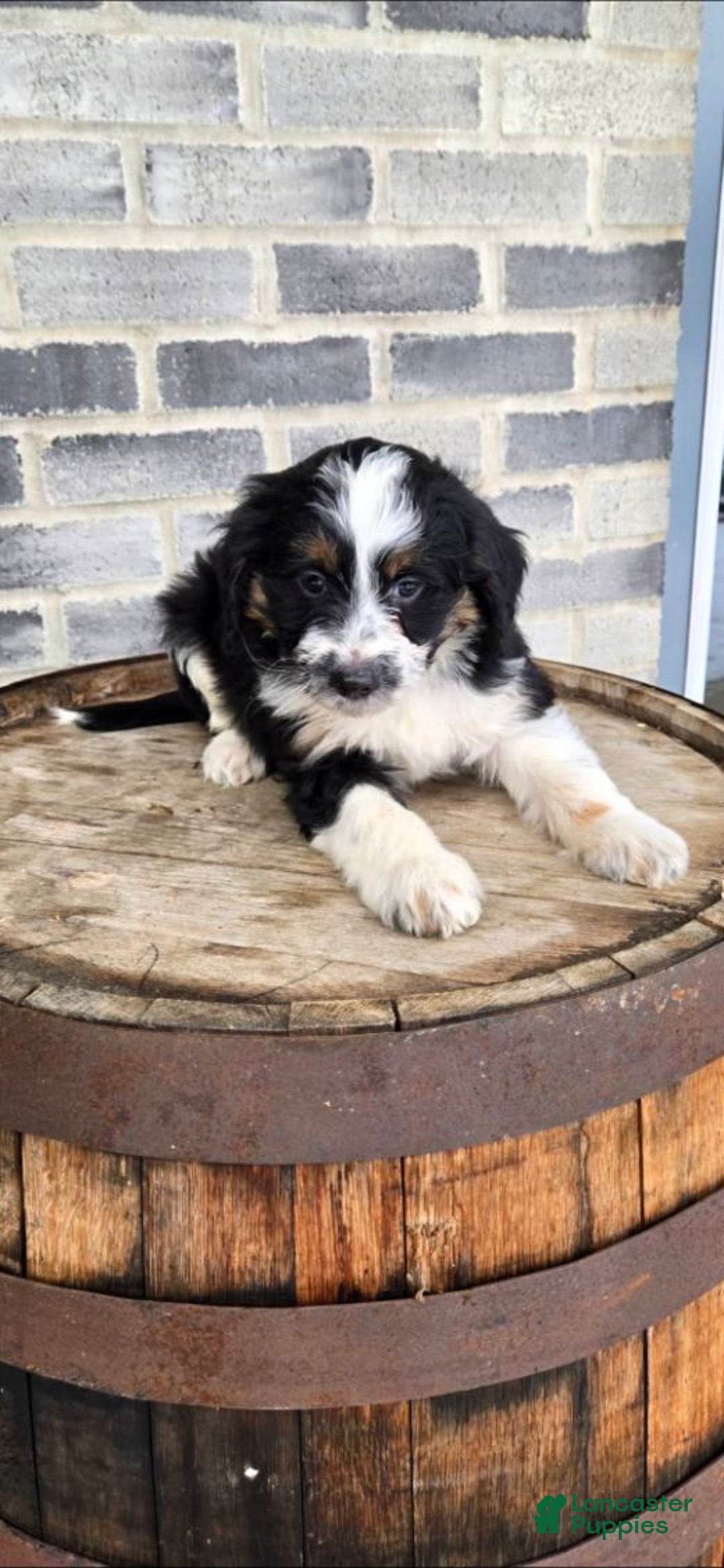 Mini Aussiedoodle dogs for sale: Ollie – Male (Tri-Color) - Ad 2