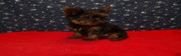 Yorkshire Terrier dogs for sale: Joey - Ad 2