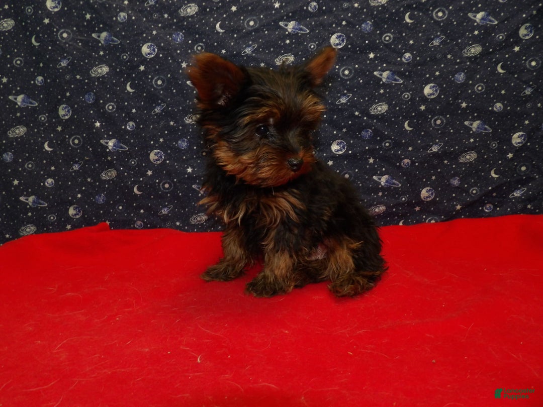 Yorkshire Terrier dogs for sale: Joey - Ad 2