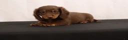 Dachshund dogs for sale: Ginger - Ad 5