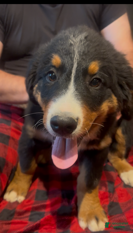 Bernese Mountain Dog dogs Orange - Ad 12