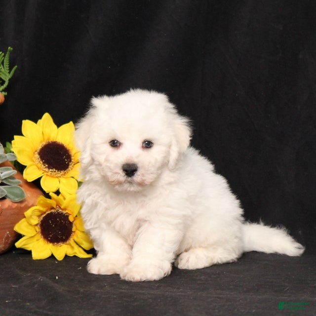 Bichon Frise dogs Sparky - Ad 1