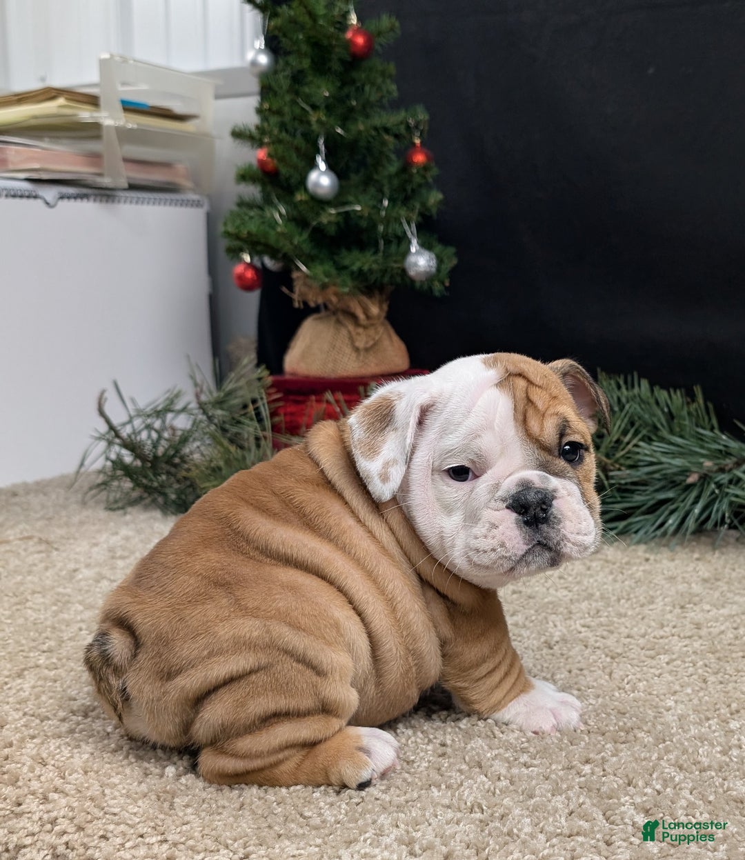 English Bulldog dogs for sale: BJ - Ad 2