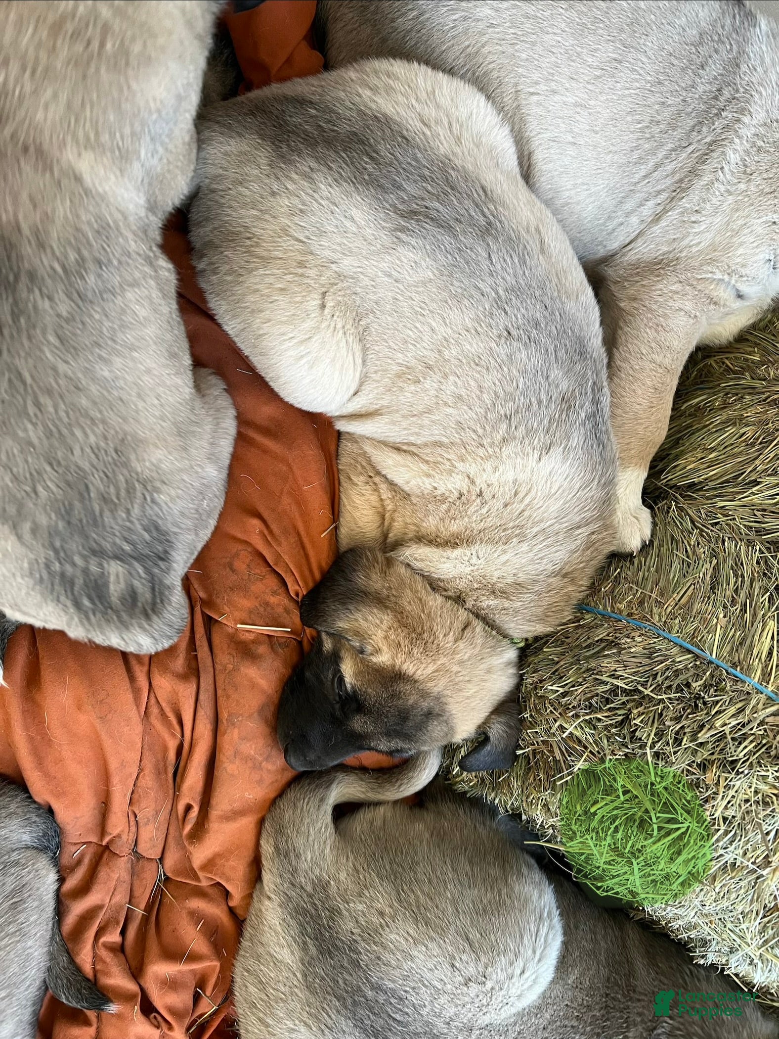 Anatolian Shepherd dogs Anatolian Shepherd Puppy 3 - Ad 2
