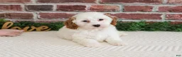 Cavapoo dogs for sale: Emerald  - Ad 4