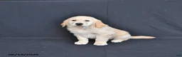 Golden Retriever dogs for sale: Jasper - Ad 4