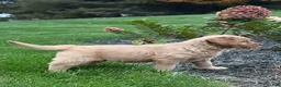 Golden Retriever dogs for sale: River - Ad 5