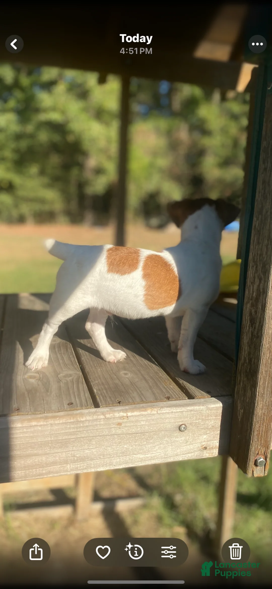 Jack Russell Terrier dogs for sale: Jack Russell Terrier Polo - Ad 2