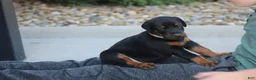 Doberman Pinscher dogs for sale: Charlie - Ad 8