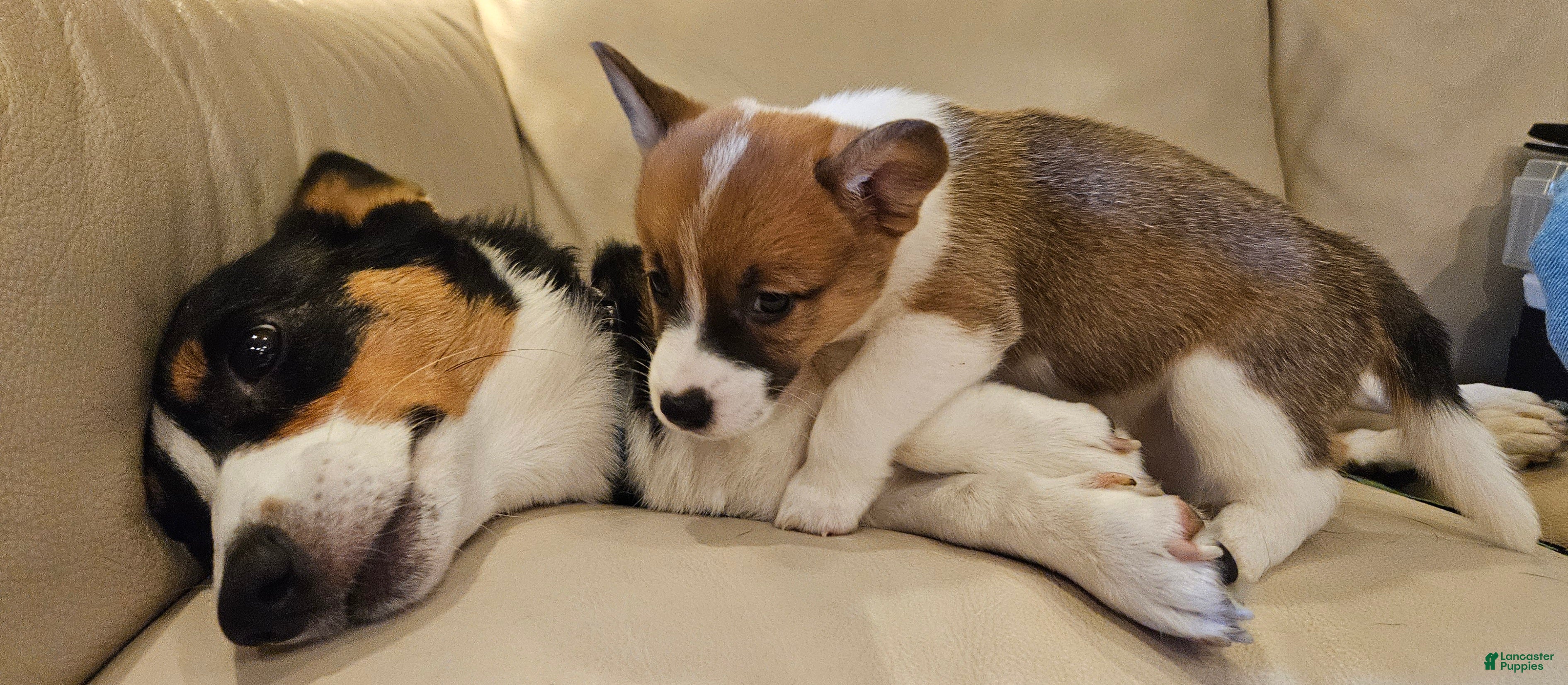 Mixed Breed dogs Callisto - Ad 2