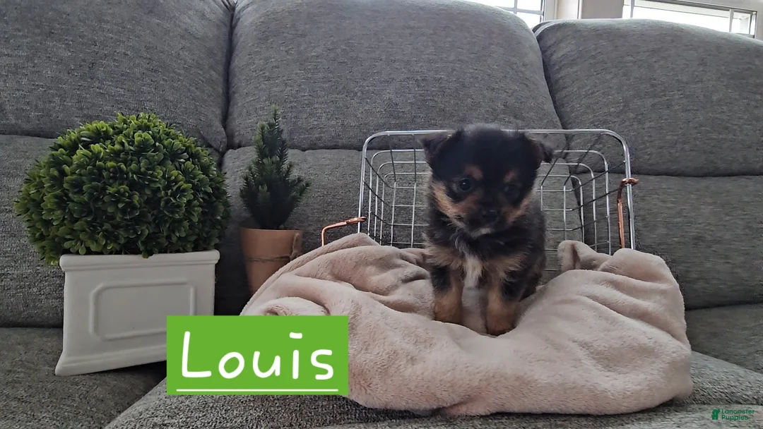 Mixed Breed dogs for sale: Louis - Ad 5