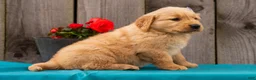 Golden Retriever dogs for sale: Tula - Ad 6
