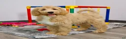 Goldendoodle dogs for sale: Zoe - Ad 4