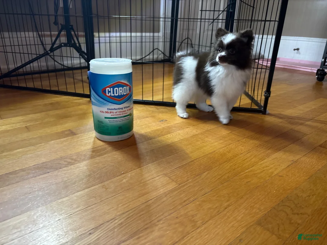 Pomeranian dogs for sale: Pomeranian 2 - Ad 1