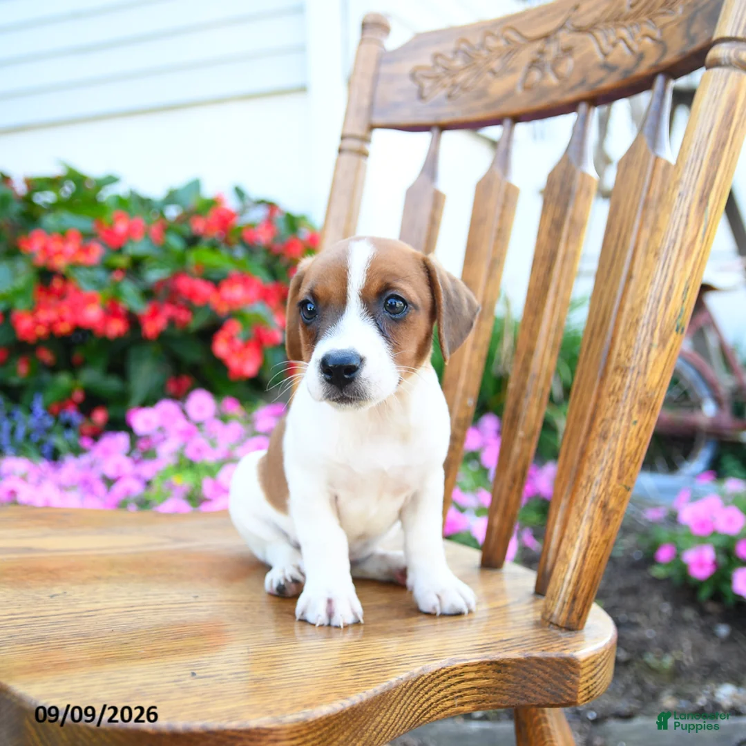Jack Russell Terrier dogs for sale: Pistachio - Ad 3
