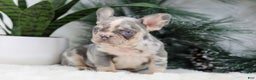 French Bulldog dogs for sale: Filo - Ad 4