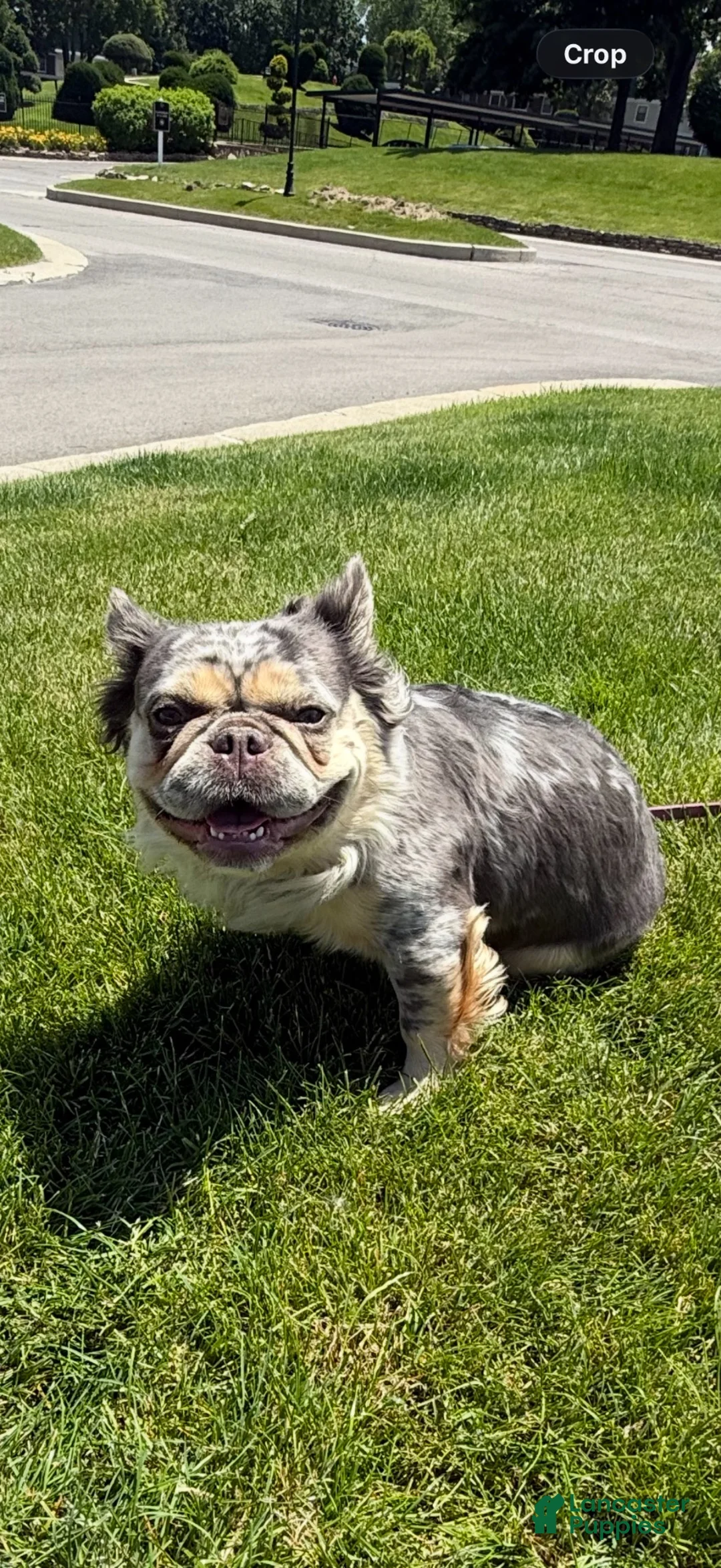 French Bulldog dogs for sale: Milky Way  - Ad 2